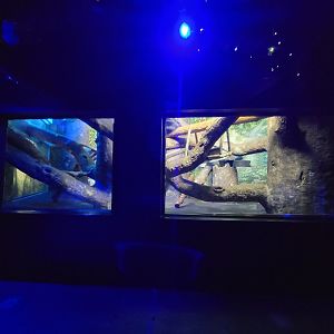 Cincinnati 5/22 - Night Hunters, Binturong