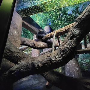 Cincinnati 5/22 - Night Hunters, Binturong