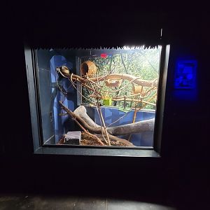 Cincinnati 5/22 - Night Hunters, Potto