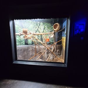 Cincinnati 5/22 - Night Hunters, potto exhibit #2