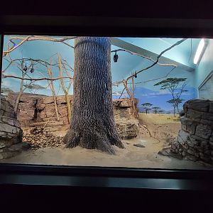 Cincinnati 5/22 - Night Hunters, aardvark and Indian flying fox