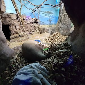 Cincinnati 5/22 - Night Hunters, Aardvark and Indian flying fox