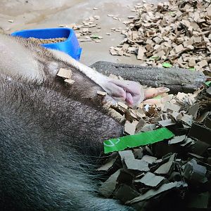 Cincinnati 5/22 - Night Hunters, Aardvark with its tongue out