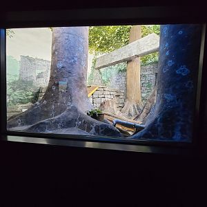 Cincinnati 5/22 - Night Hunters, southern Brazilian ocelot