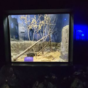 Cincinnati 5/22 - Night Hunters, southern three-banded armadillo