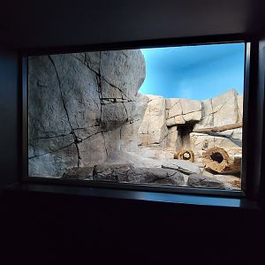 Cincinnati 5/22 - Night Hunters, black-footed cat