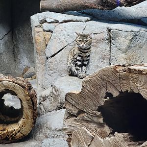 Cincinnati 5/22 - Night Hunters, black-footed cat