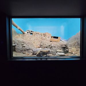 Cincinnati 5/22 - Night Hunters, sand cat