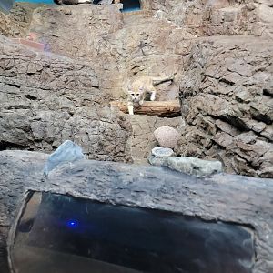 Cincinnati 5/22 - Night Hunters, sand cat