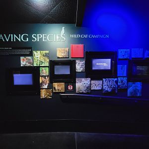 Cincinnati 5/22 - Night Hunters, Saving Species, Wild Cat Campaign