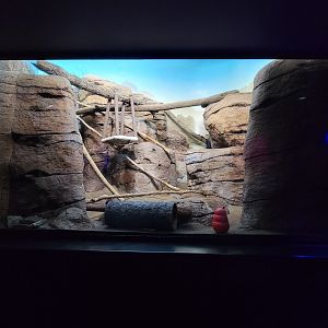 Cincinnati 5/22 - Night Hunters, ringtail exhibit #1