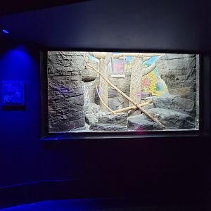 Cincinnati 5/22 - Night Hunters, ringtail exhibit #2