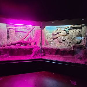 Cincinnati 5/22 - Night Hunters, Pallas's cat exhibit #3