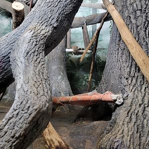 Cincinnati 5/22 - Night Hunters, large spotted genet exhibit #1