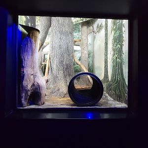 Cincinnati 5/22 - Night Hunters, large spotted genet exhibit #1