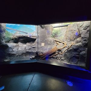 Cincinnati 5/22 - Night Hunters, ocelot exhibit #2 (empty)