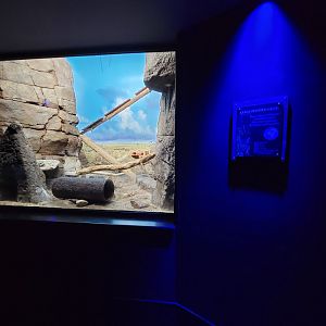 Cincinnati 5/22 - Night Hunters, large spotted genet exhibit #2