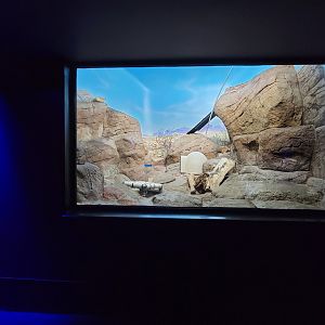 Cincinnati 5/22 - Night Hunters, fennec fox