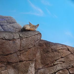 Cincinnati 5/22 - Night Hunters, fennec fox