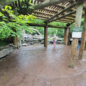 Cincinnati 5/22 - Cat Canyon, mountain lion