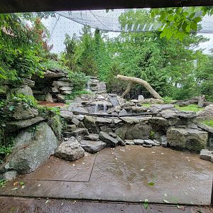 Cincinnati 5/22 - Cat Canyon, mountain lion