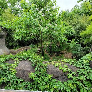 Cincinnati 5/22 - Cat Canyon, Malayan tiger