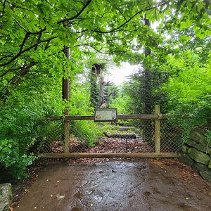 Cincinnati 5/22 - Cat Canyon, Eurasian eagle-owl