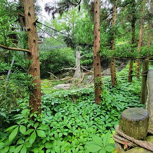 Cincinnati 5/22 - Cat Canyon, snow leopards