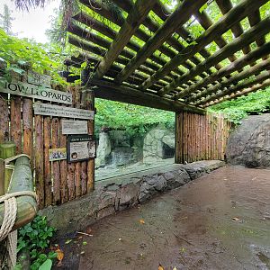 Cincinnati 5/22 - Cat Canyon, snow leopards