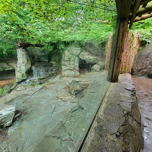 Cincinnati 5/22 - Cat Canyon, snow leopards