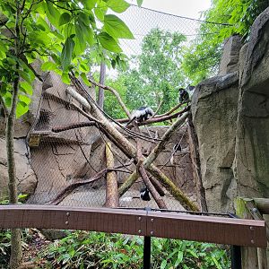 Cincinnati 5/22 - Gorilla World, guereza colobus
