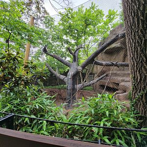 Cincinnati 5/22 - Gorilla World, guereza colobus