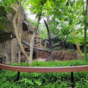 Cincinnati 5/22 - Gorilla World, guereza colobus