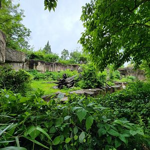 Cincinnati 5/22 - Gorilla World, lowland gorillas