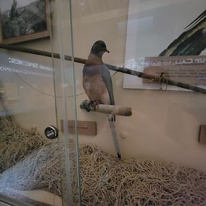 Cincinnati 5/22 - Passenger Pigeon Memorial, Martha