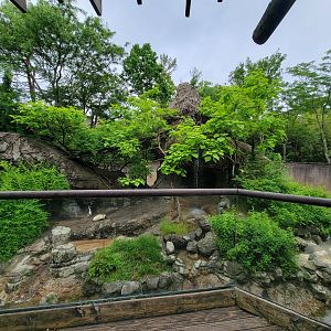 Cincinnati Zoo 5/22 - Lemur Lookout
