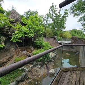 Cincinnati Zoo 5/22 - Lemur Lookout