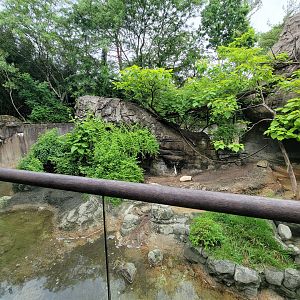 Cincinnati Zoo 5/22 - Lemur Lookout