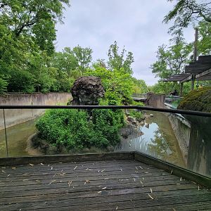 Cincinnati Zoo 5/22 - Lemur Lookout