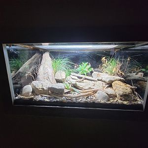 Cincinnati Zoo 5/22 - Dragons!, armadillo lizard