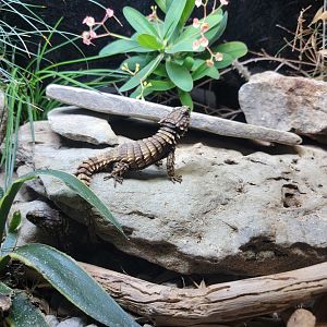 Cincinnati Zoo 5/22 - Dragons!, armadillo lizard