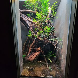 Cincinnati Zoo 5/22 - Dragons!, blue tree monitor