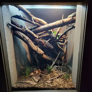 Cincinnati Zoo 5/22 - Dragons!, Solomon Island skink