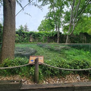 Cincinnati Zoo 5/22 - Dragons!, Komodo dragon outside area