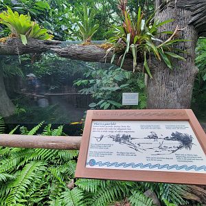 Cincinnati Zoo 5/22 - Manatee Springs, American alligator