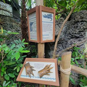 Cincinnati Zoo 5/22 - Manatee Springs, American crocodile
