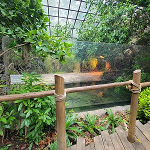 Cincinnati Zoo 5/22 - Manatee Springs, American crocodile