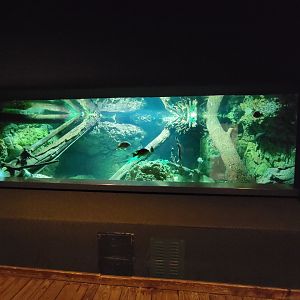 Cincinnati Zoo 5/22 - Manatee Springs, Alligator snapping turtle tank