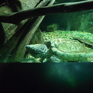 Cincinnati Zoo 5/22 - Manatee Springs, Alligator snapping turtle tank