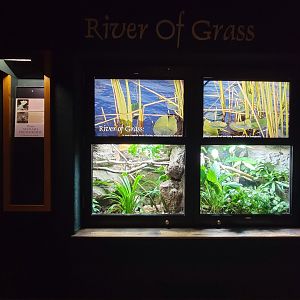 Cincinnati Zoo 5/22 - Manatee Springs, plumed basilisk / Amazon milk frog
